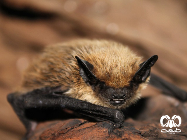 ویژگی‌های زیستی گونه خفاش دو رنگ